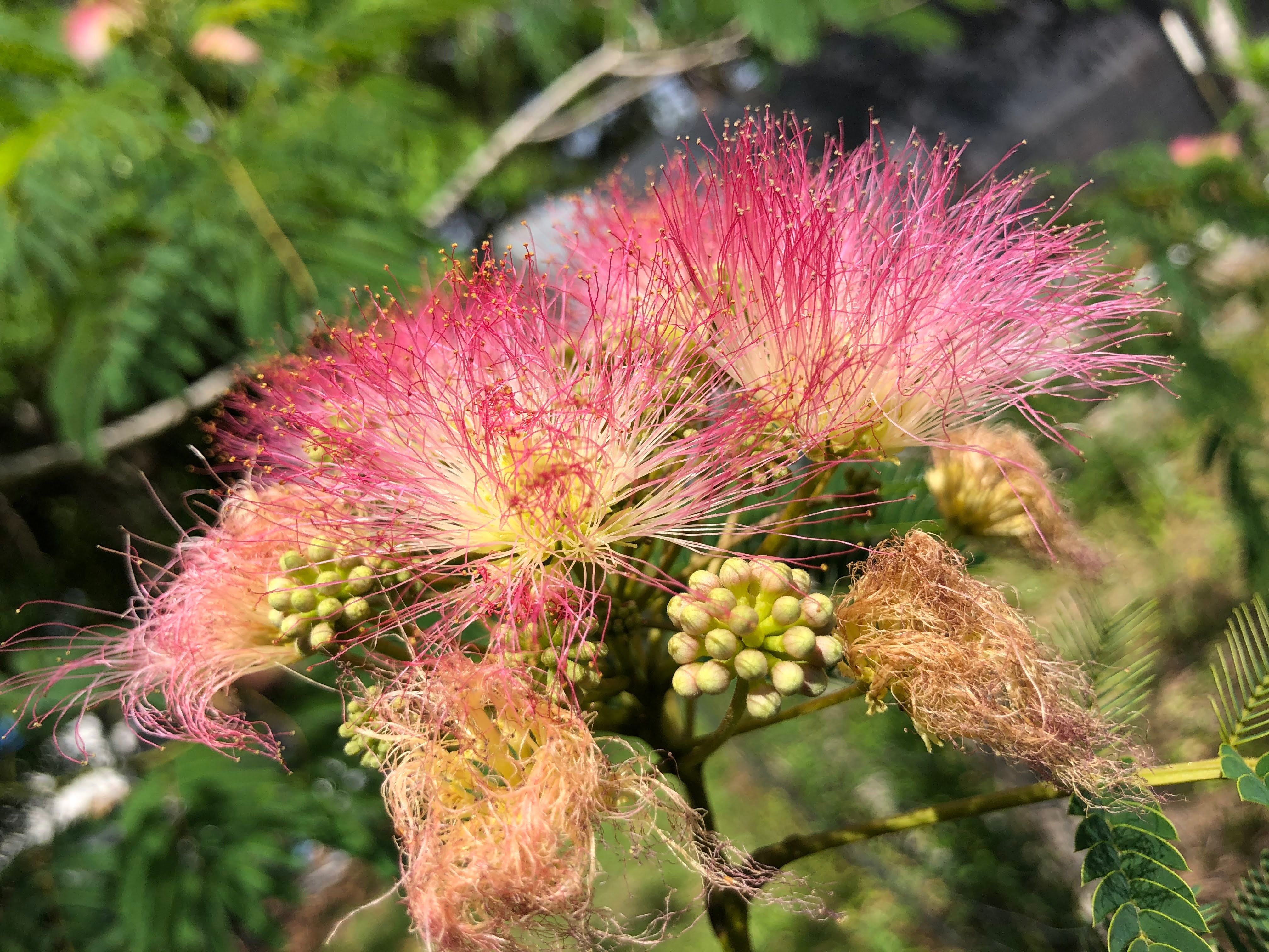 Mimosa Tincture - Made from Fresh-Picked Mimosa Flowers - Albizia