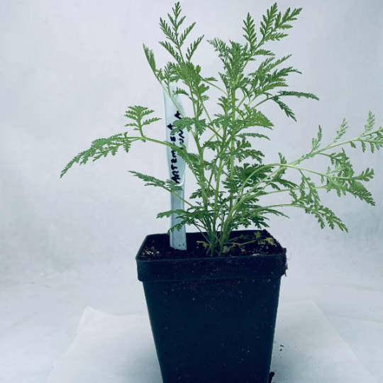Artemisia annua (Qing-hao, Sweet Annie) seeds, organic